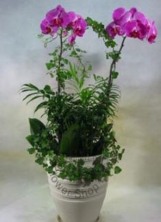 Orchid Phalaenopsis Gift Set - CODE 11999